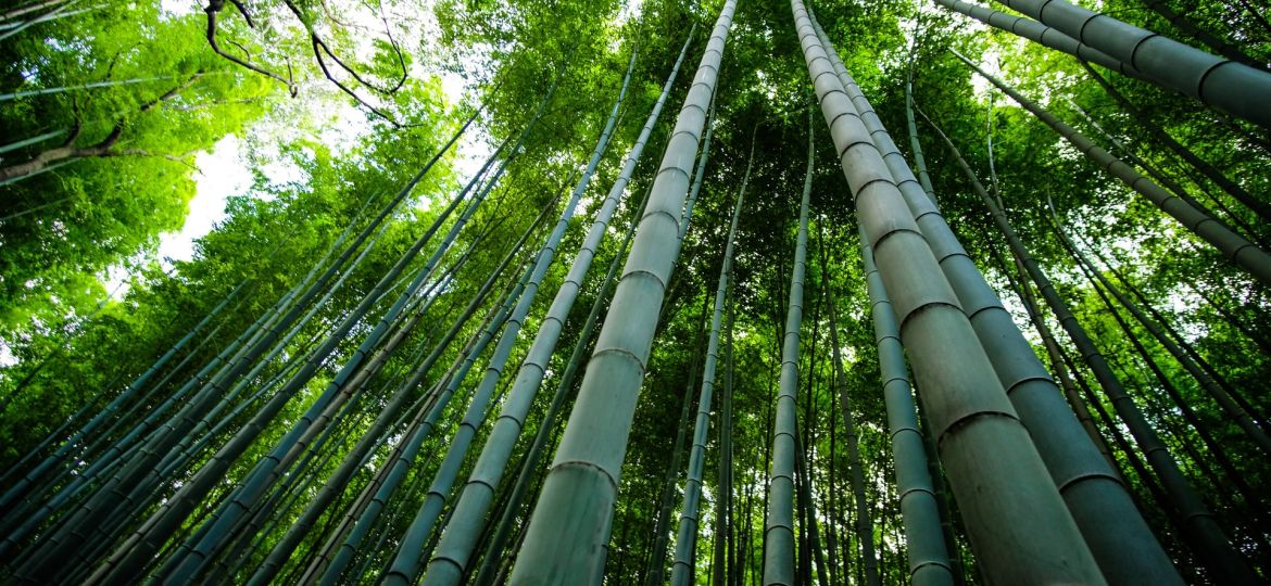 bamboo-dishes-for-baby-knowing-the-dangers